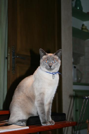 2008-01 Saphir 001.jpg